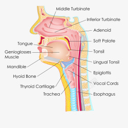 人体呼吸道器官素材