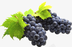 黑色葡萄植物水果黑色葡萄高清图片