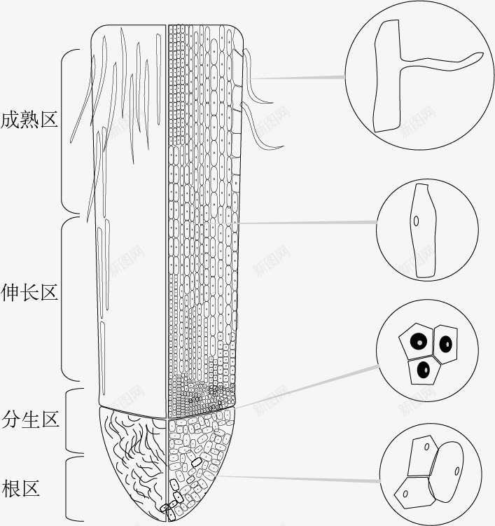 根尖剖面png免抠素材_新图网 https://ixintu.com 手绘 根尖剖面 生物 示意图 细胞结构