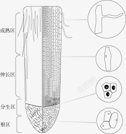 根尖根尖剖面高清图片