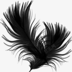 羽绒黑色的羽毛高清图片
