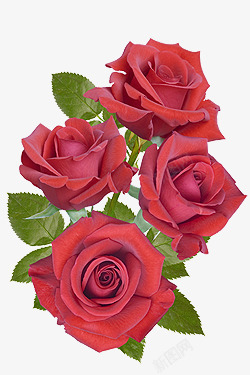 花束精美玫瑰花素材