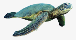 保护生物绿色的海龟高清图片