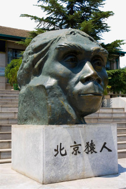 头部横图北京猿人头部雕像高清图片