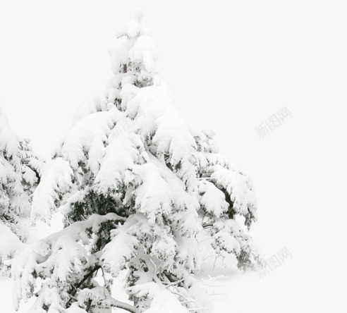 雪树png免抠素材_新图网 https://ixintu.com 冬天 白色 雪树