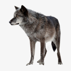 雪狼孤狼野狼动物素材