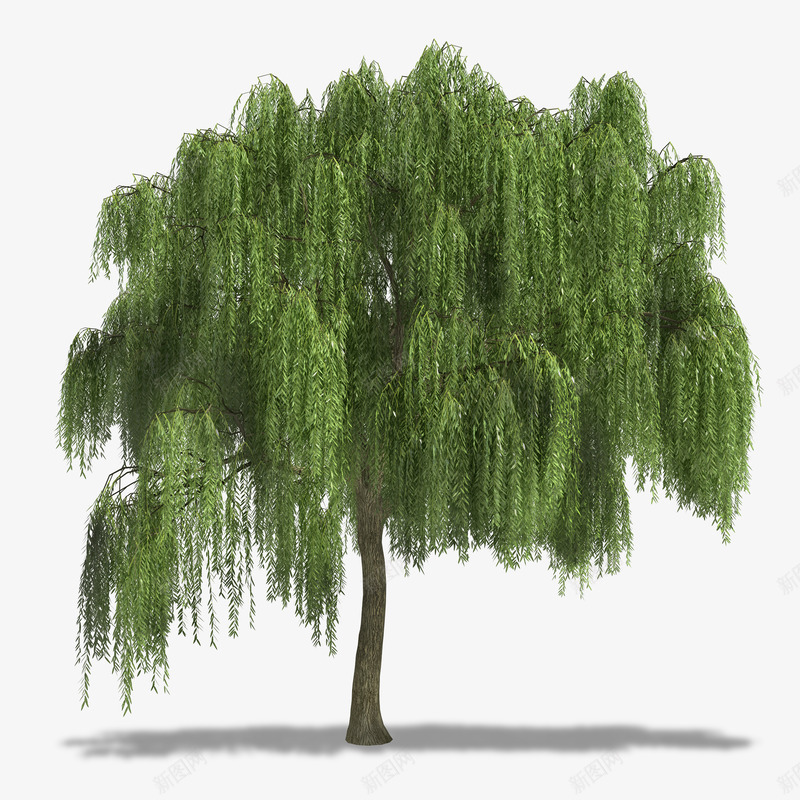 卡通茂盛的大柳树png免抠素材_新图网 https://ixintu.com 卡通手绘 大柳树 树干 植物 绿色的 茂盛的