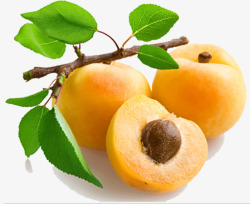 黄色杏子成熟果实杏子实物高清图片
