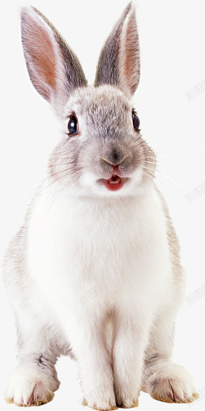 野兔图案png免抠素材_新图网 https://ixintu.com 兔子 图案 图片 野兔