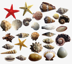 贝壳海星海螺素材