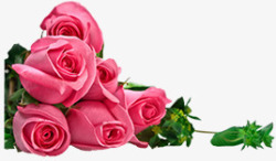 情人节植物玫瑰花素材