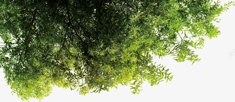 清新春季促销植物png免抠素材_新图网 https://ixintu.com 促销 春季 植物 清新