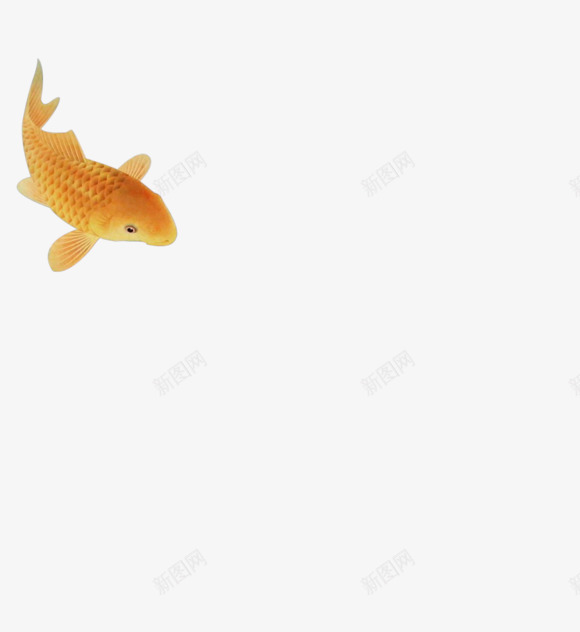 创意合成摄影在水里游来游去的小金鱼png免抠素材_新图网 https://ixintu.com 创意 合成 摄影 金鱼