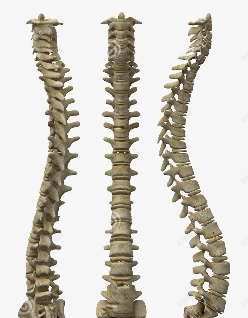 人体脊椎骨png免抠素材_新图网 https://ixintu.com 人体骨骼 人的骨头 脊椎 腰椎 骨头