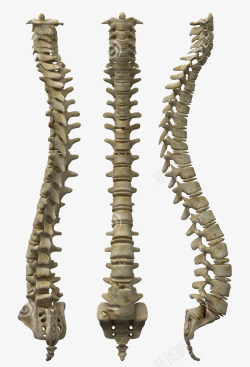 腰椎问题人体脊椎骨高清图片