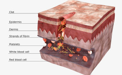 皮肤细胞介绍素材