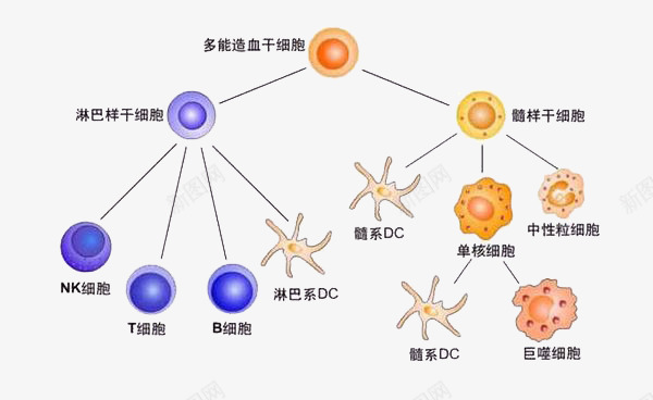 造血干细胞图psd免抠素材_新图网 https://ixintu.com png下载 干细胞 生物 造血