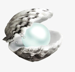 实物贝壳贝壳珍珠实物高清图片