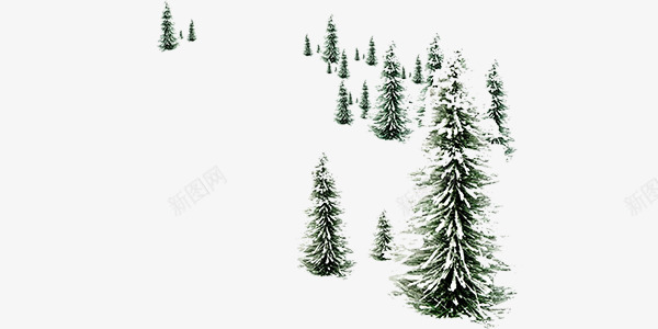 冬天的松树psd免抠素材_新图网 https://ixintu.com 冬季 松树 植物 装饰 雪