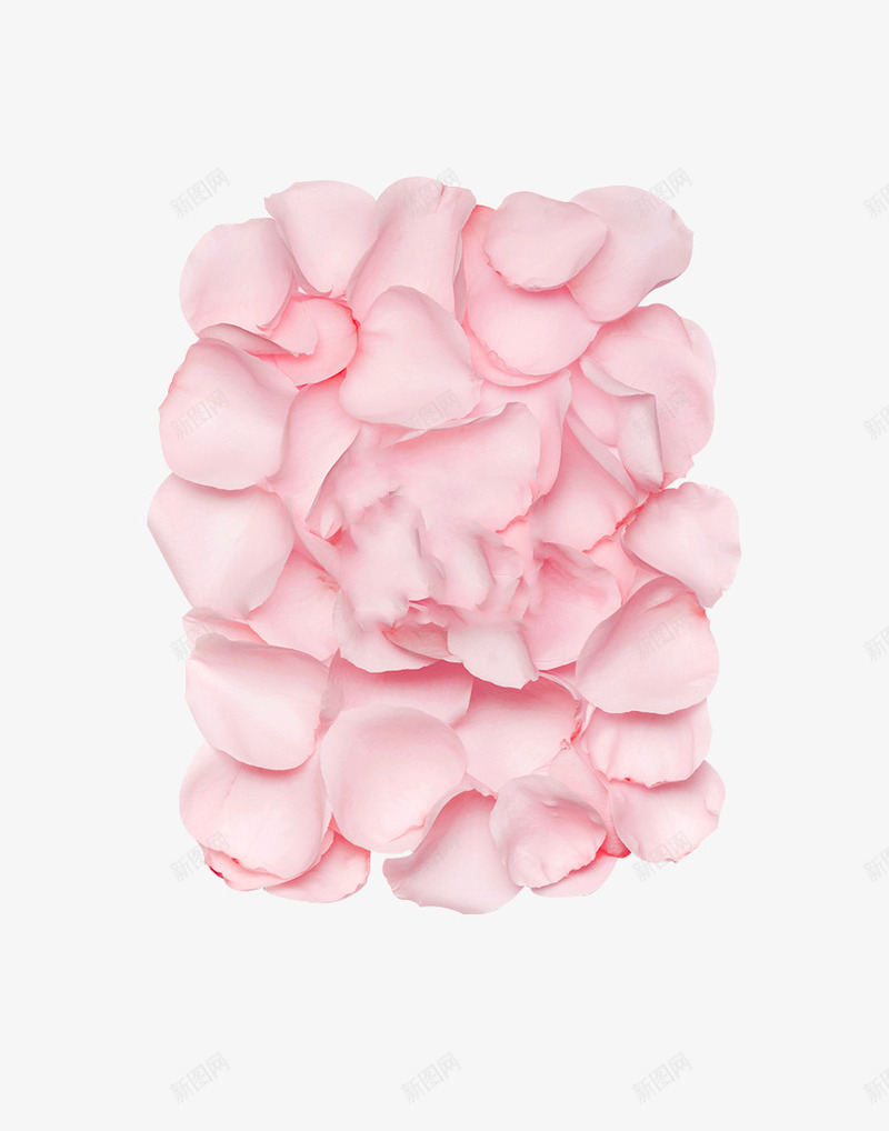 粉色玫瑰花瓣造型png免抠素材_新图网 https://ixintu.com 玫瑰 粉色 花瓣 造型