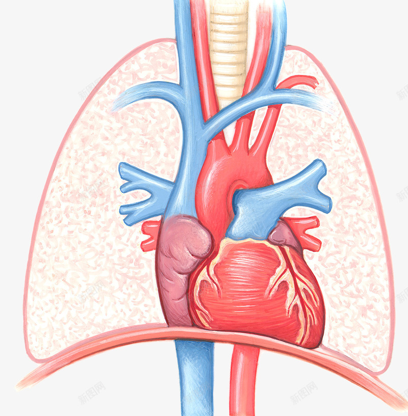 肺部医疗插图图标png_新图网 https://ixintu.com 动脉 医疗插图 呼吸道 静脉血管