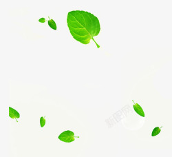 洗飘叶青绿树叶高清图片