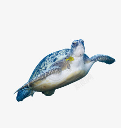 游泳的海龟大海龟高清图片