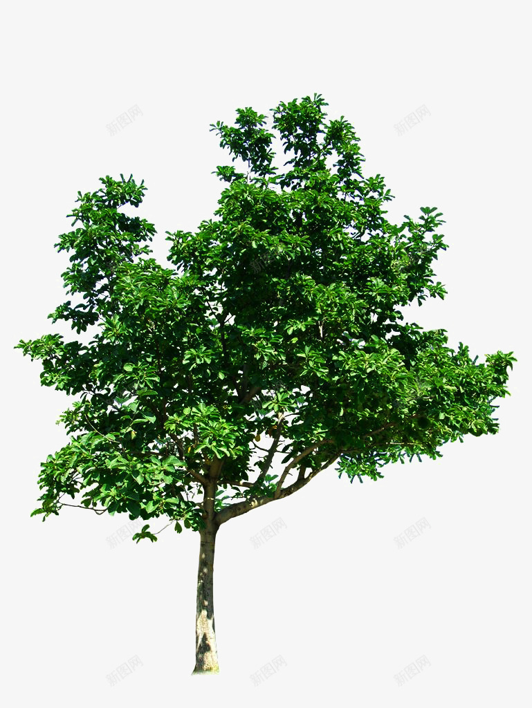 椴树树干png免抠素材_新图网 https://ixintu.com 大树 树叶 树干 树枝 椴树