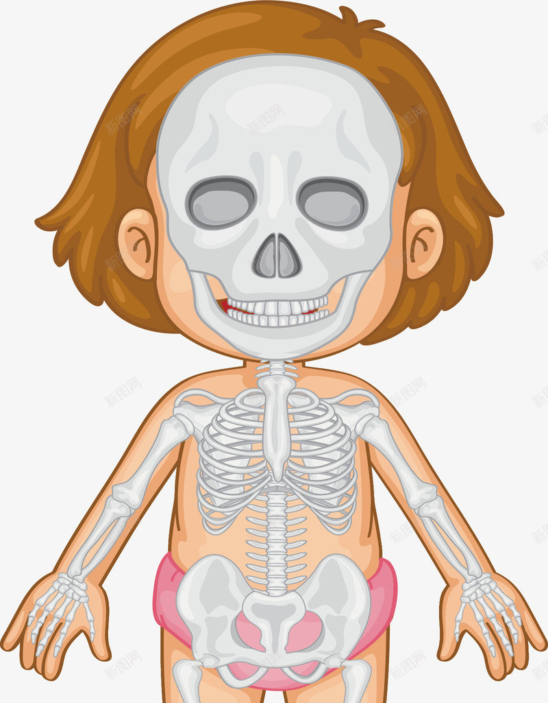 幼女身体骨骼png免抠素材_新图网 https://ixintu.com 人体骨骼 幼女 生物教学 矢量素材 骨骼