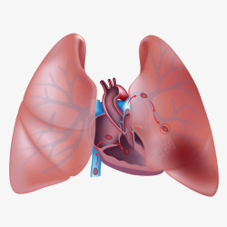 肺状况肺和心脏立体插画高清图片
