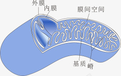 手绘线粒体蓝色线粒体高清图片