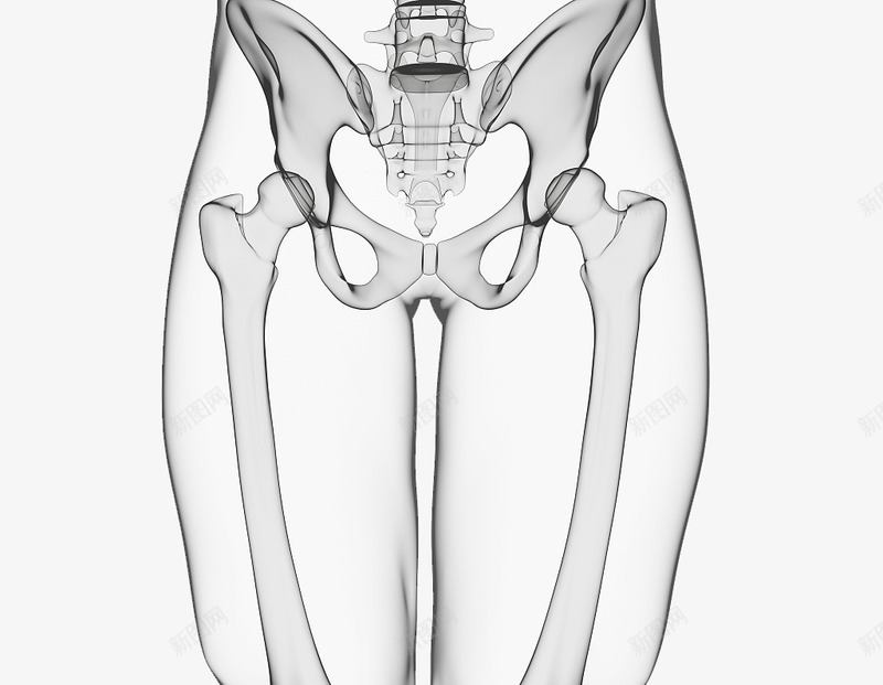 X光骨盆插图png免抠素材_新图网 https://ixintu.com X光骨盆插图 关节 医学 尾骨 拍X光线 骨 骨头 骨盆 髋骨