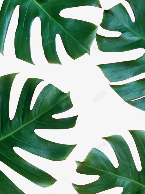 芭蕉树叶边框装饰png免抠素材_新图网 https://ixintu.com 周围 植物 维护 绿色