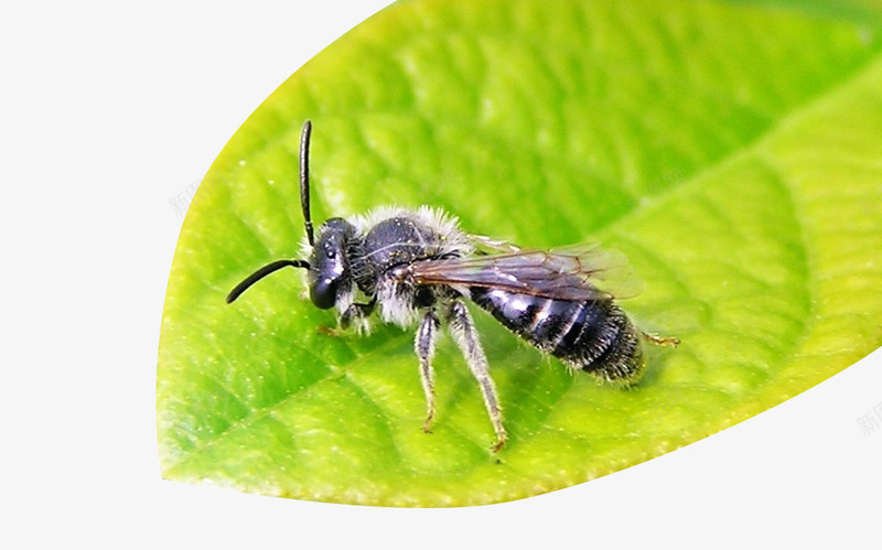 树叶上的蜜蜂png免抠素材_新图网 https://ixintu.com 大黄蜂 有毒 蜜蜂特写 黑色