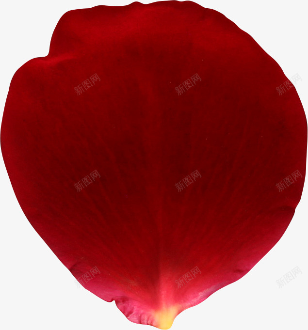 卡通手绘红色花瓣png免抠素材_新图网 https://ixintu.com 创意 卡通手绘 玫瑰花瓣 简约 红色的花瓣 美丽的花瓣
