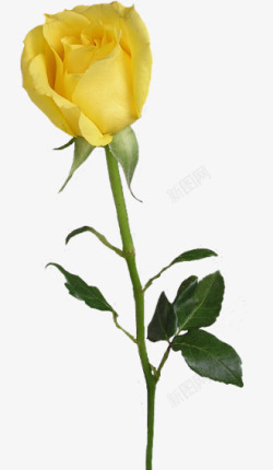 黄色玫瑰花插瓶黄色玫瑰花高清图片