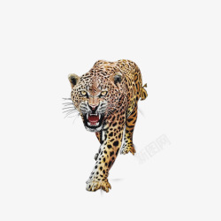 是肉食性的威武的豹子高清图片