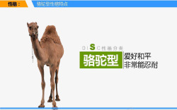 闭嘴的骆驼骆驼型忍耐能力高清图片