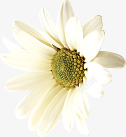白色唯美淡雅花朵植物素材