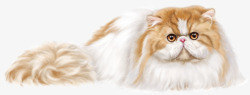双色动物卡通双色波斯猫宠物高清图片