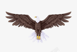 雄鹰翅膀褐色的雄鹰高清图片