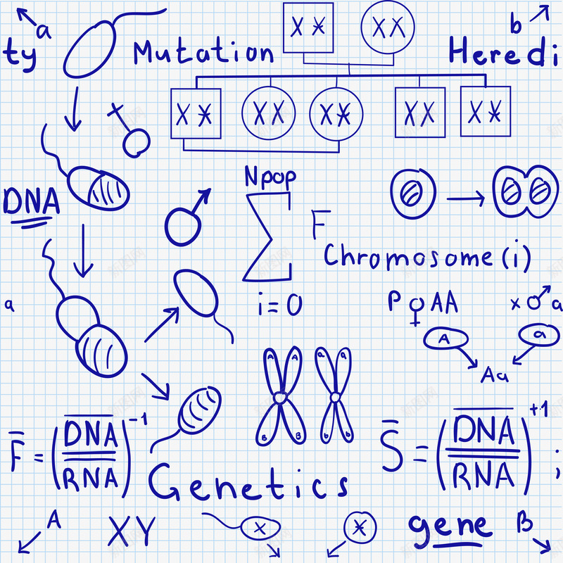 生物公式png免抠素材_新图网 https://ixintu.com 生物 生物教学 生物素材 生物课程