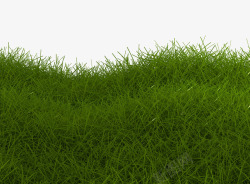 绿色草地特写素材