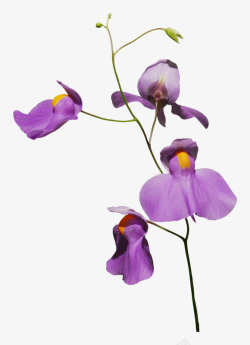 紫色碎花装饰植物素材