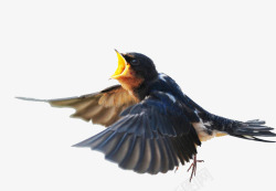 益鸟飞翔的小燕子高清图片