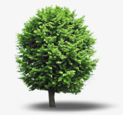 绿色立面树植物装饰元素素材