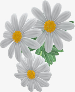 花朵底案白色洋甘菊高清图片