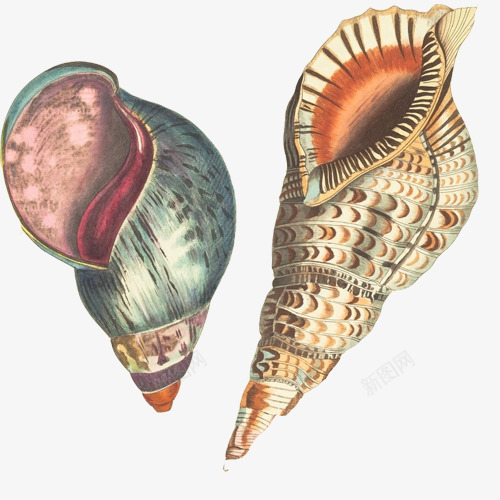 海螺号手绘画片png免抠素材_新图网 https://ixintu.com 号角 响声 手绘画 海螺 海螺号 色彩画 贝壳