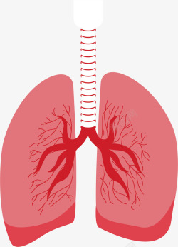 肺部器官素材