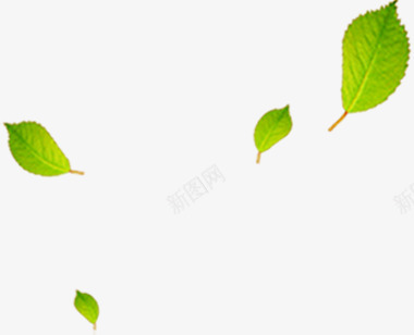 绿色漂浮树叶唯美png免抠素材_新图网 https://ixintu.com 树叶 漂浮 绿色 设计
